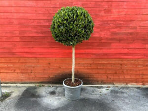 Lorbeer-Stamm 180cm