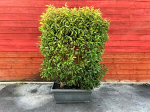 Lorbeer-Kiste 150cm