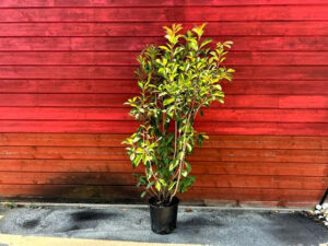 Photinia 150 bis 200cm
